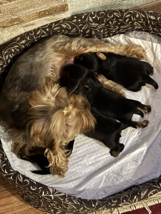 Продам цуценят йокширського терʼєра