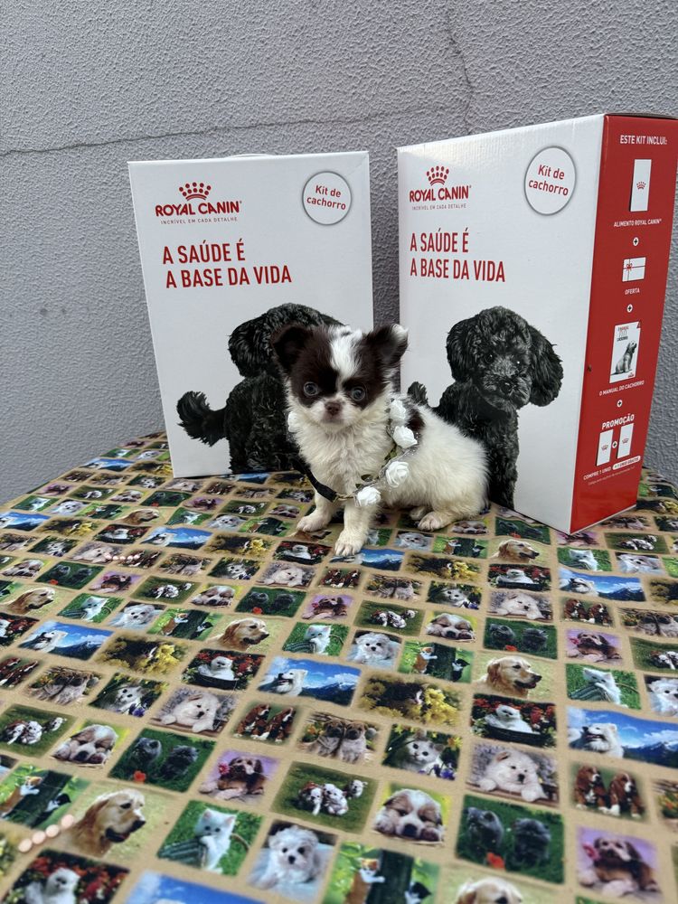 Lindissima Mini Menina chihuahua  pêlo longo