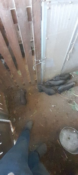 Cedência de porcos vietnamita