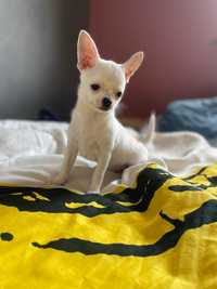 Chihuahua krótkowłosy piesek