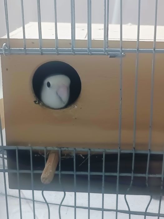 Rosicolis bebê para criar a mão