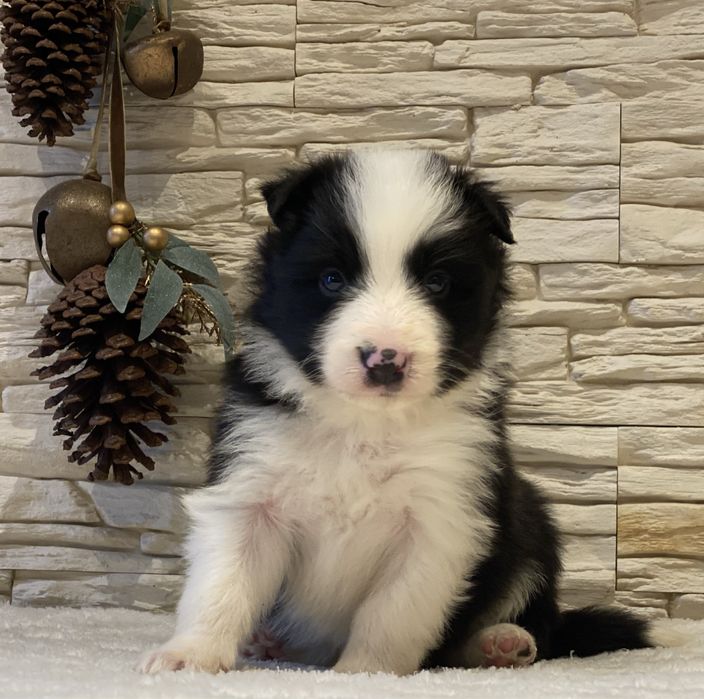 Cezar chłopiec Border Collie