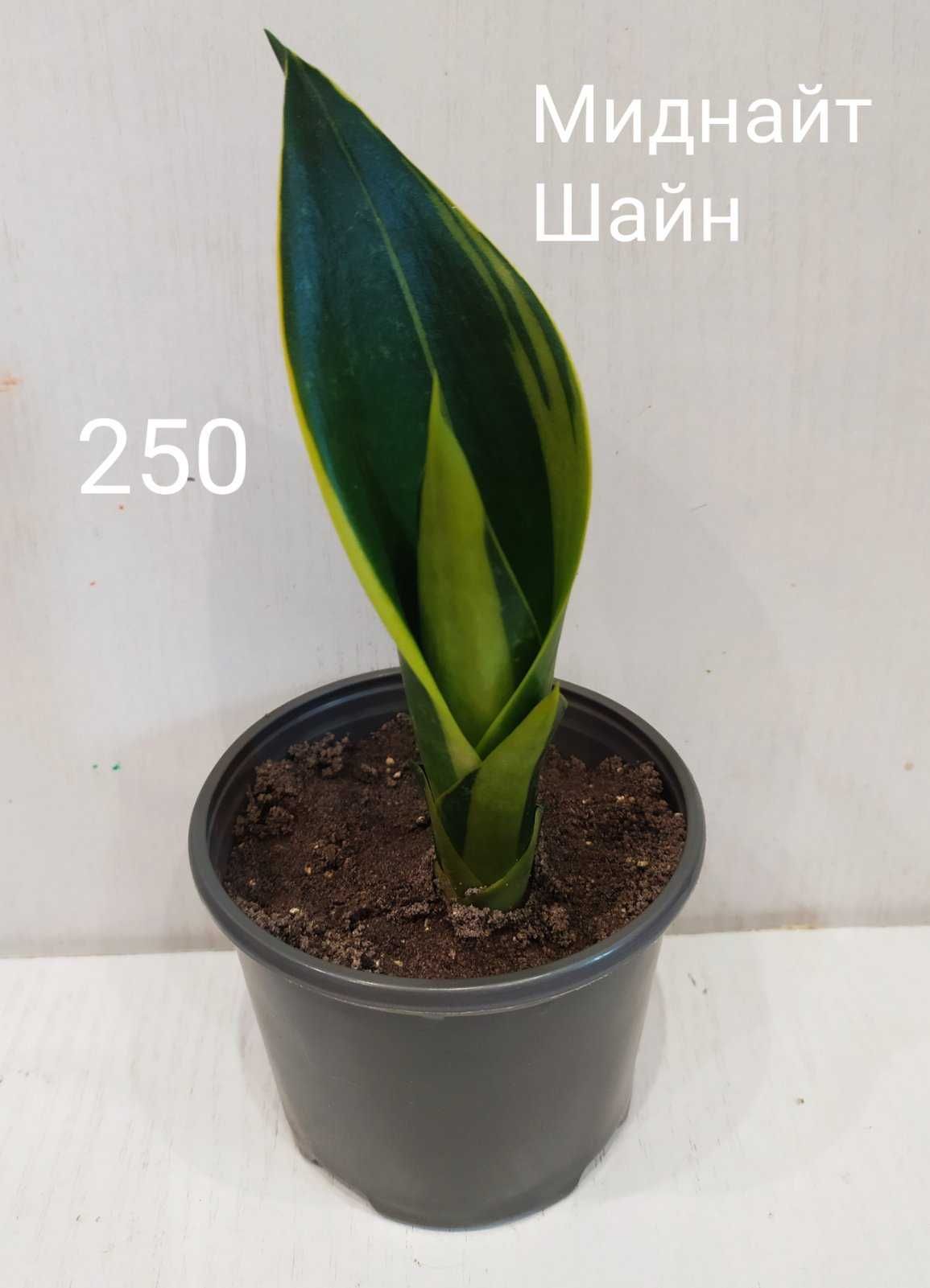 Сансевиерия Миднайт Шайн