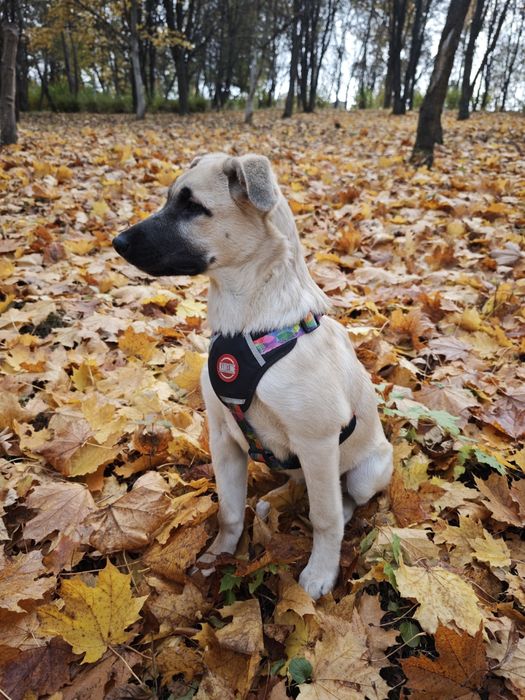 Цуценя в добрі руки, дівчинка в добрі руки