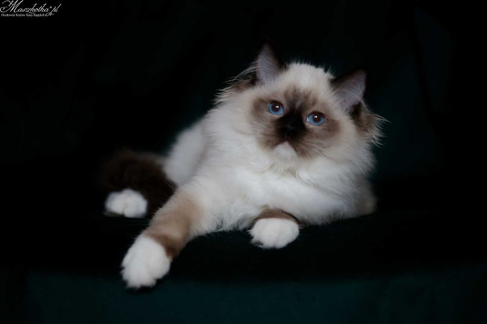 Ragdoll, super puchaty kocurek seal mitted z rodowodem FPL