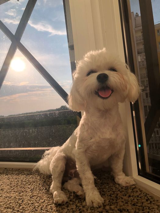 Вʼязка мальтійської болонки (мальтезе)