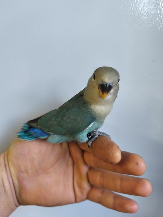 Agapórnis roseicollis criados á mão