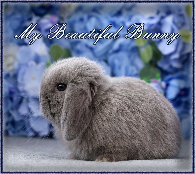 Piekny Królik Mini Lop - Blue - Lilac