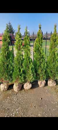 Tuja Thuja Szmaragd Żywopłot od 100 cm