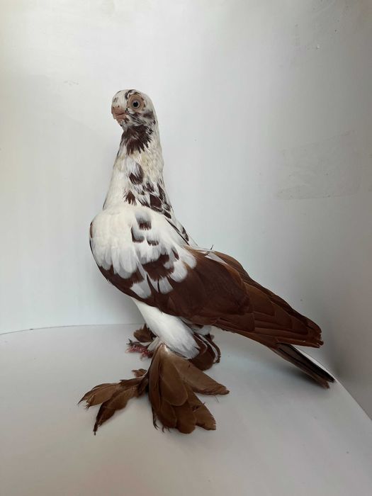 Motyl warszawski czerwony para rozpłodowa