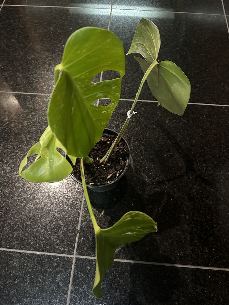 Monstera Borsigiana Variegata