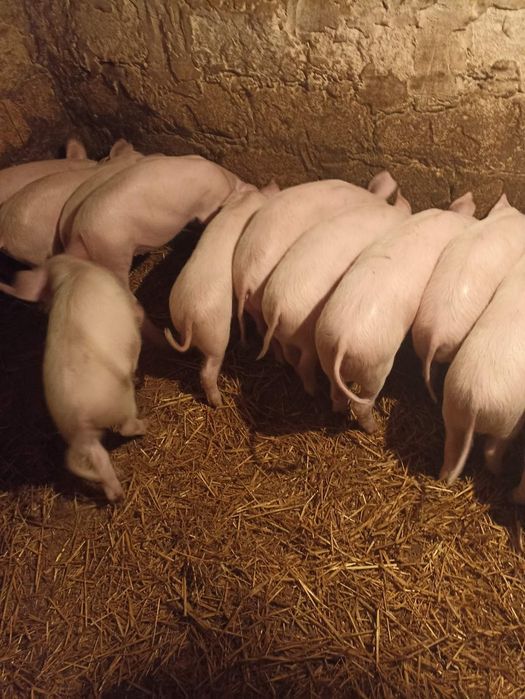 Продам малих поросят +-15 кг.