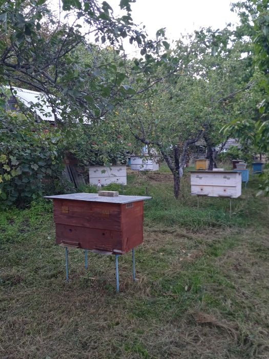 Продам бджолинні сім'ї з вуликами 12 рамкові з двома надставками