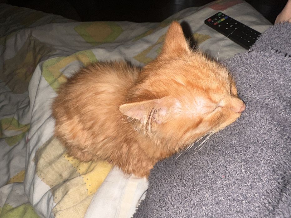 Віддамо кошеня в добрі руки.врятували з вулиці.хлопчик