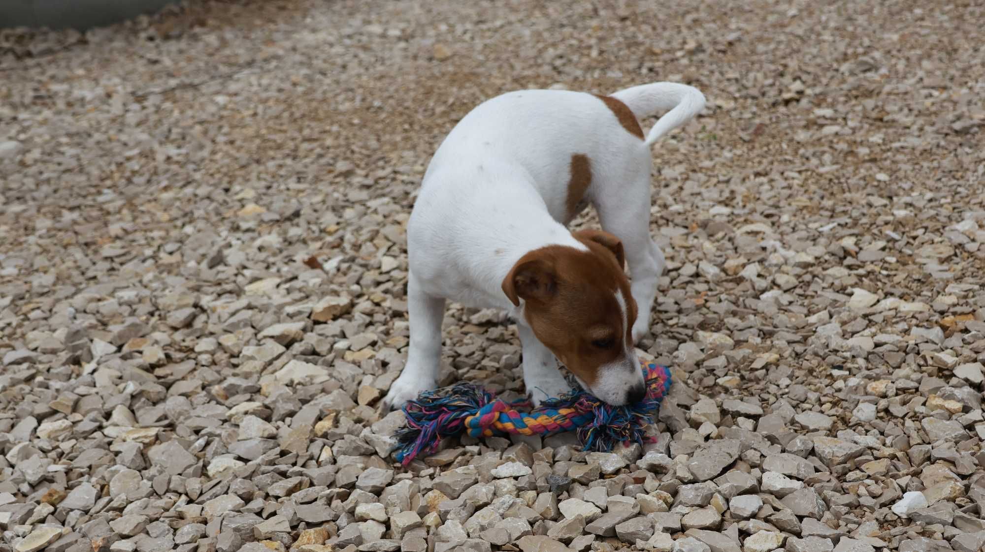 Piesek MAX Jack Russell Terrier / BREFIO-/badania genetyczne