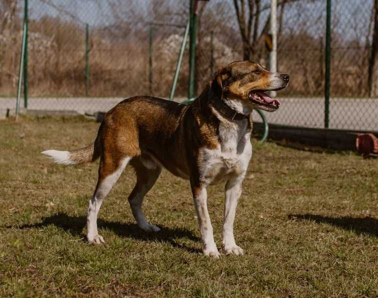 Monte - 4 - letni czuły i radosny samiec. Do adopcji