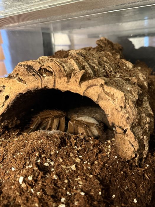 Theraphosa goliat 8 dc samica