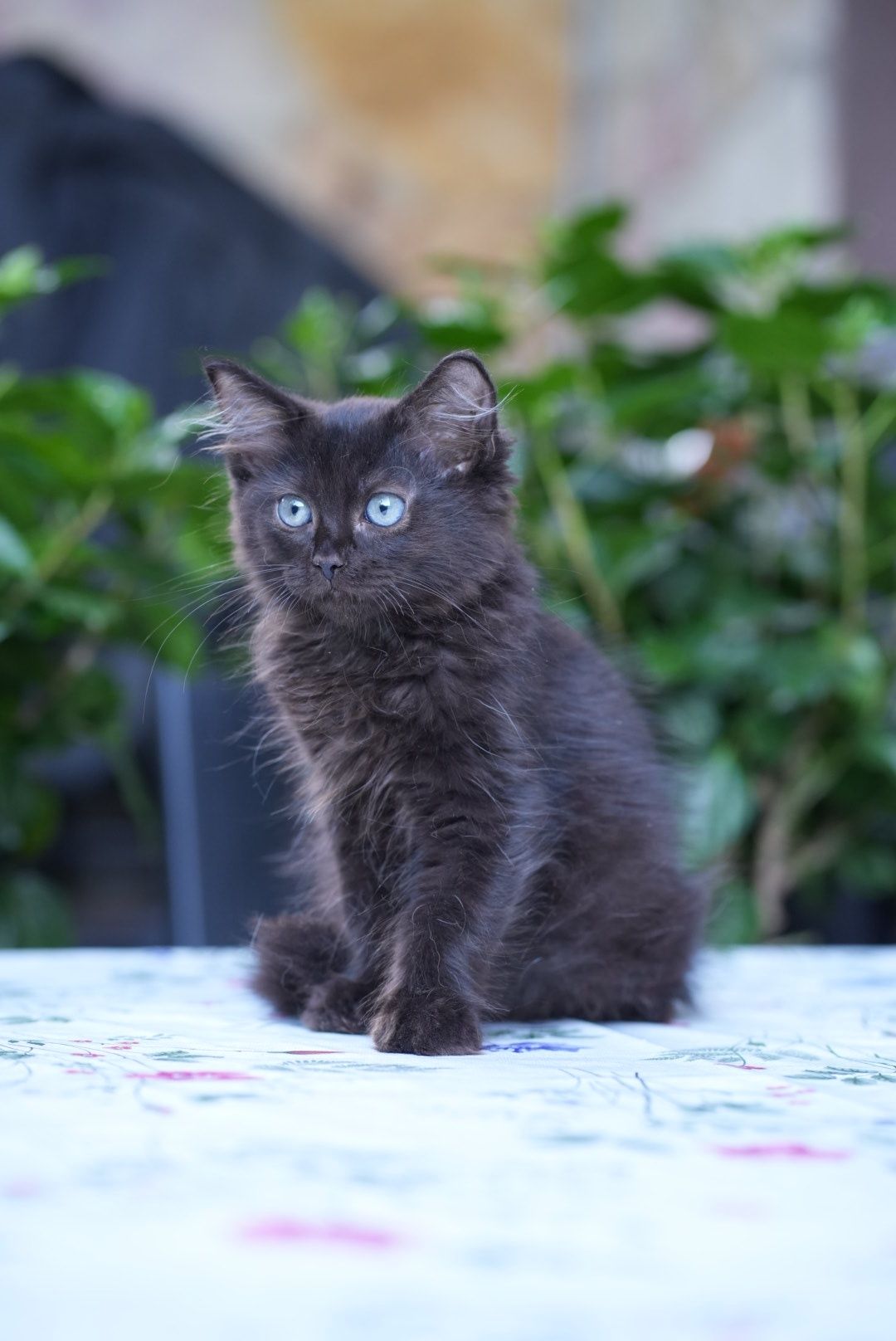 Kocurek black solid ragdoll/cherubim