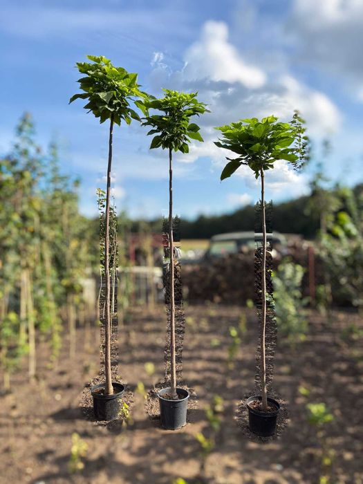 Katalpa 'Nana', Catalpa, Surmia szczepione na 1,5m - 2,3m