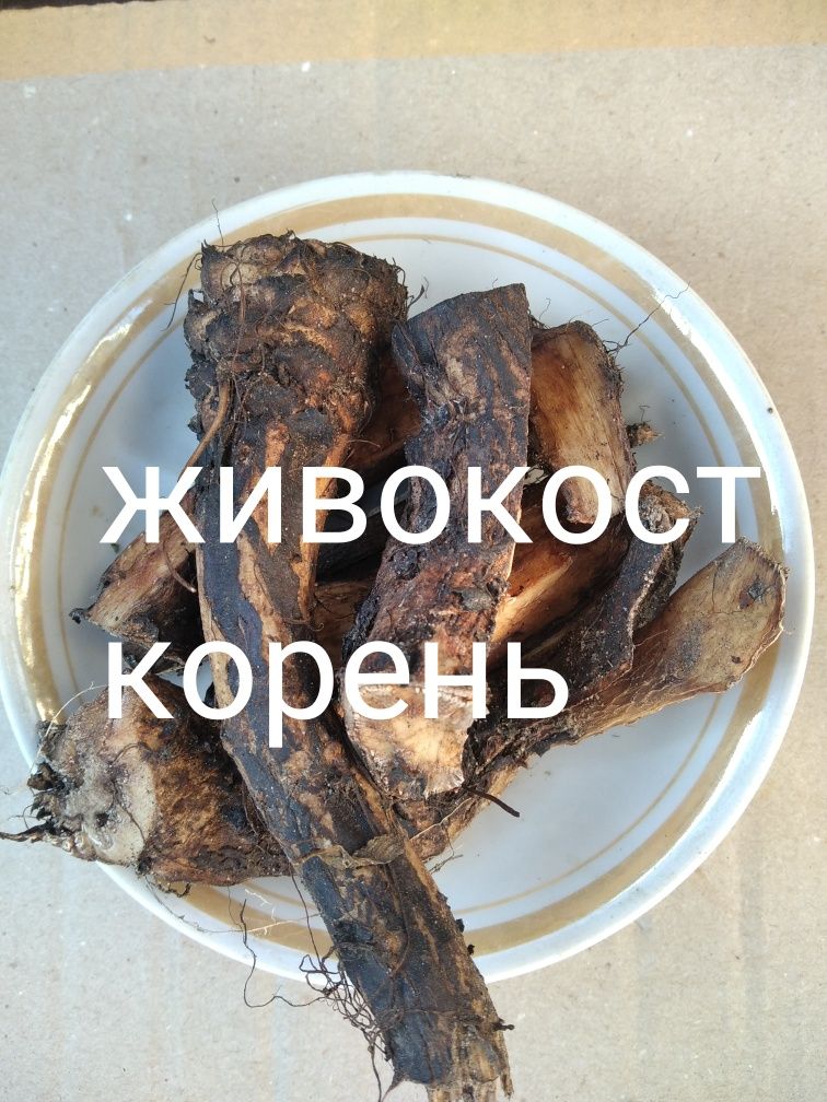 Живокост живокост