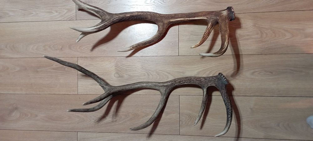 Poroże jelenia 80cm