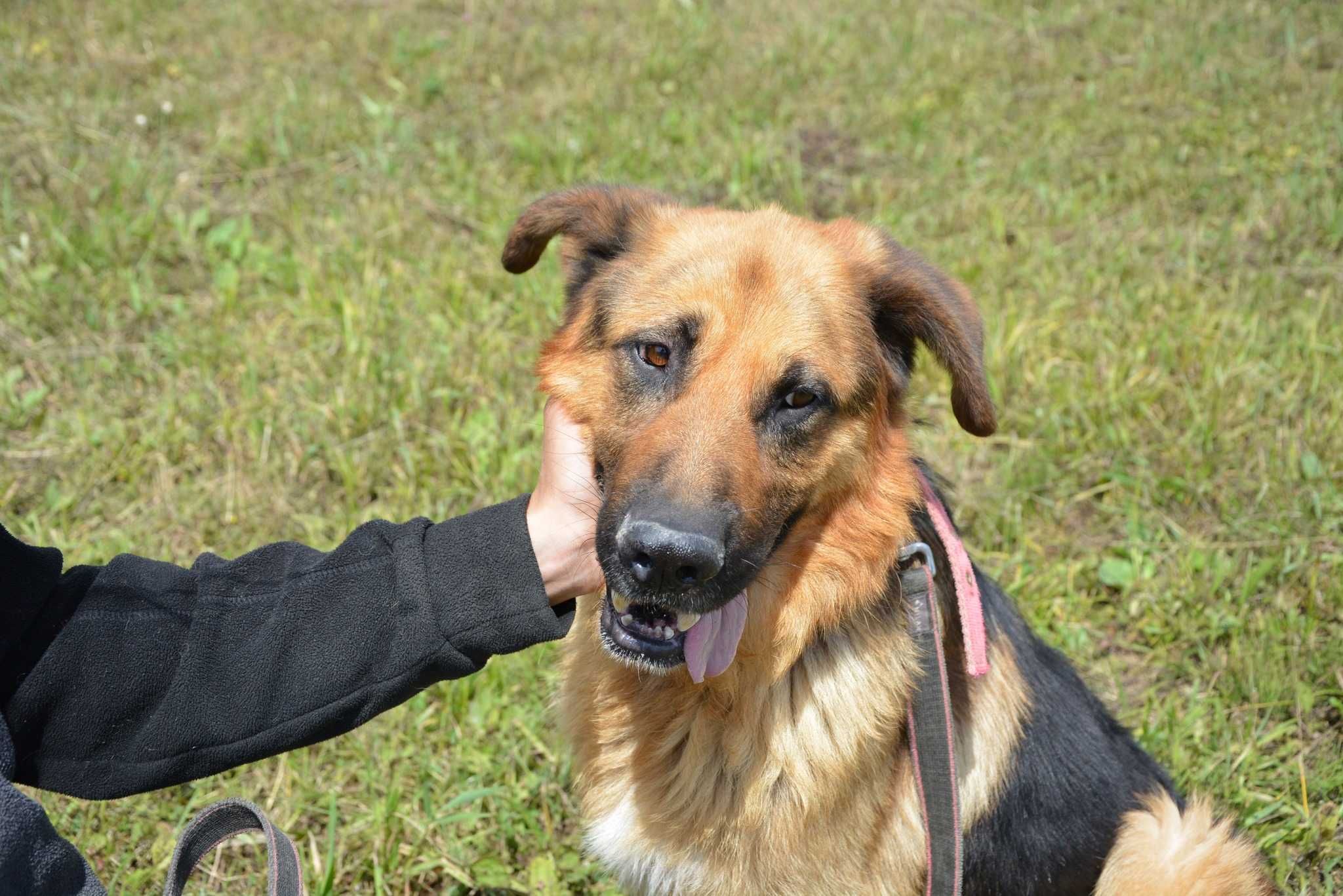Remus - piękny psiak w typie owczarka niemieckiego szuka domu!