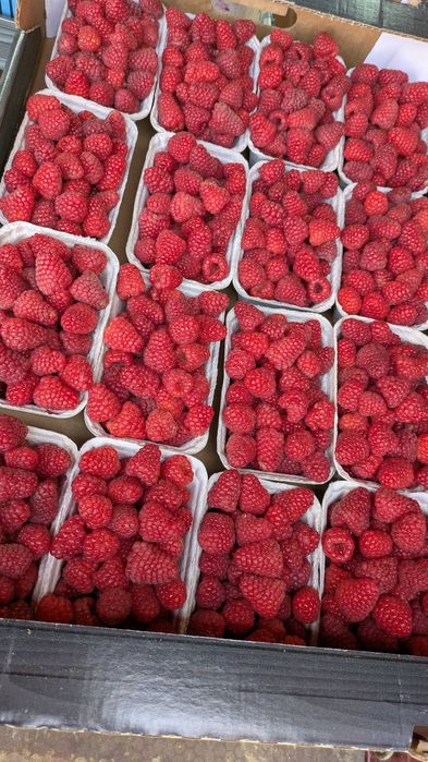 Świeże maliny 24 zł/kg