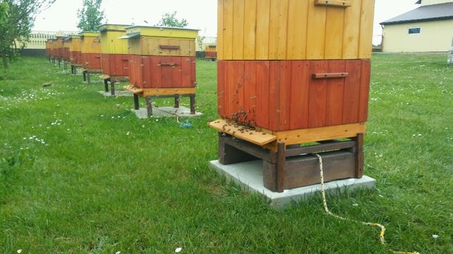 Pasieka pszczoły ule rodziny pszczele miód