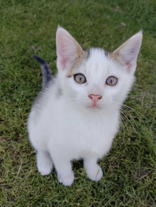 Oddam kotki za darmo