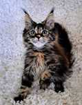 Cudowna koteczka Maine Coon