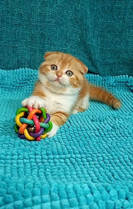 Котенок : "Замурчательный" рыжий котопаренек .