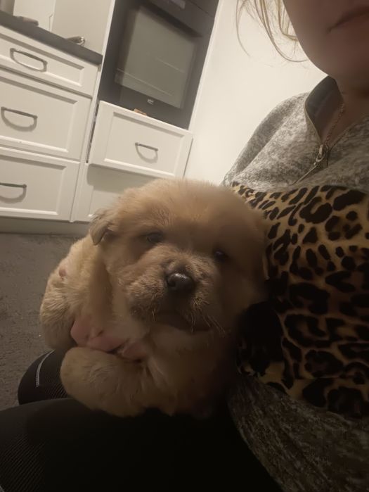 Szczeniaczki po chow chow