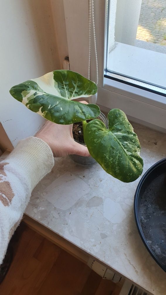 Alocasia 'frydek' variegata