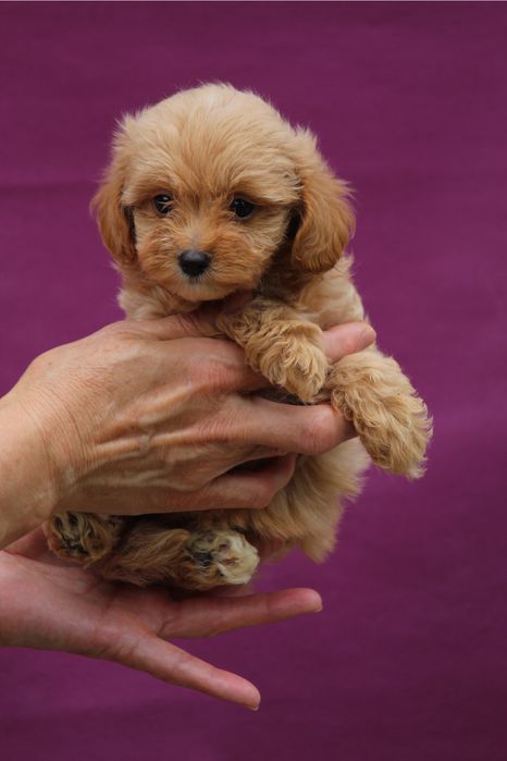 Мальтипу мини девочка ,резервируем мальтипу