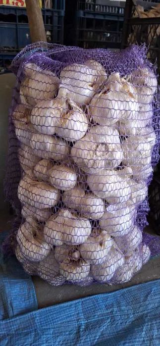 Часник Рокамболь, головка зубок, дітка, є Любаша, Месідор, ярий часник