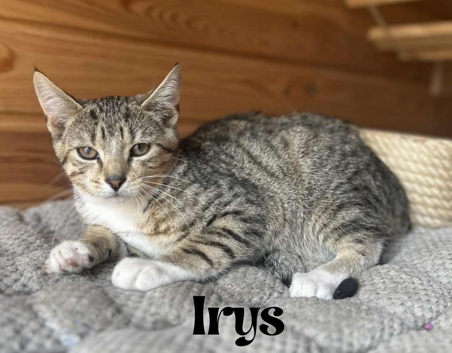 Wyjątkowa kotka o wyjątkowym imieniu poleca sie do adopcji