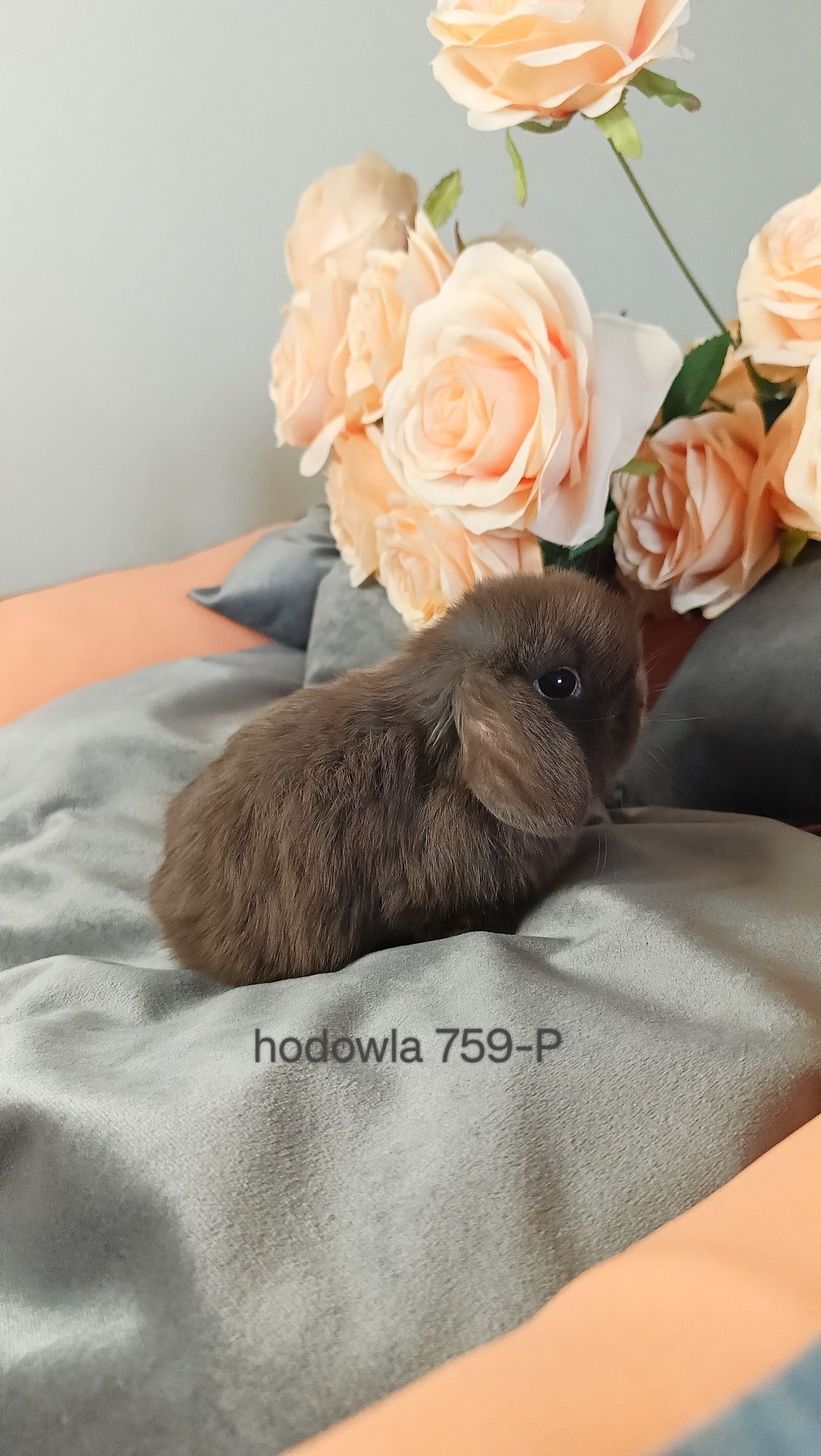 Mini lop króliki karzełek miniaturka