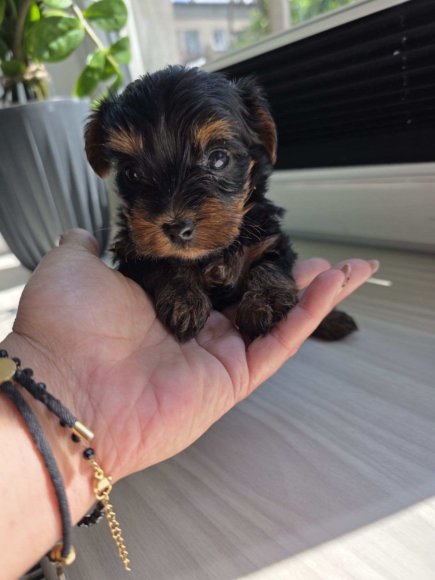 Yorkshire terrier piesek gotowy