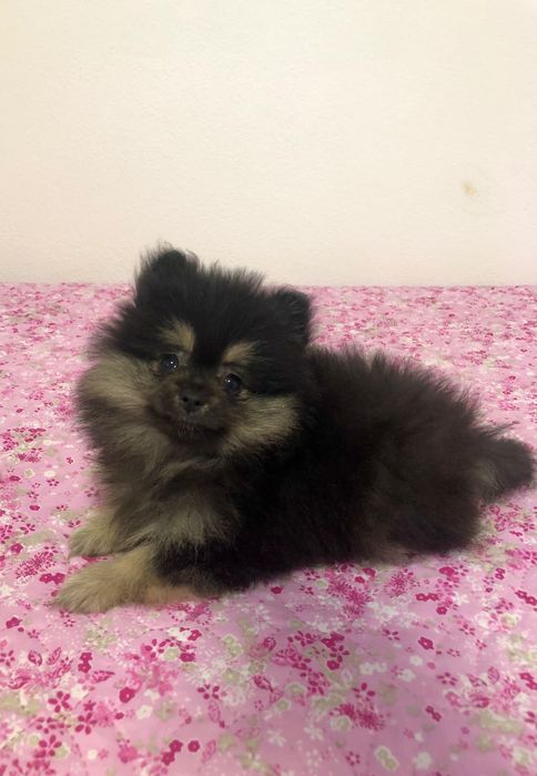 Lulu da Pomerânia Macho Mini