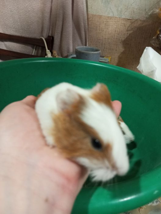 Продам морских свинок