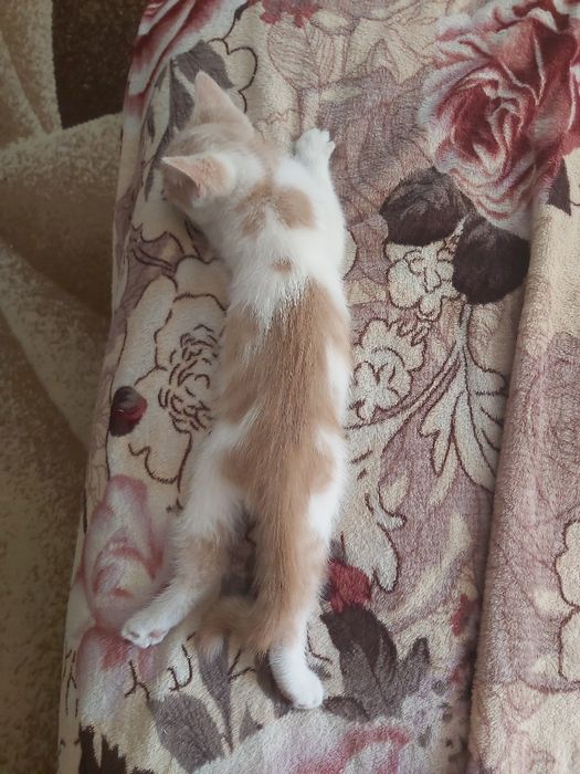 Кошеня хлопчик безкоштовно