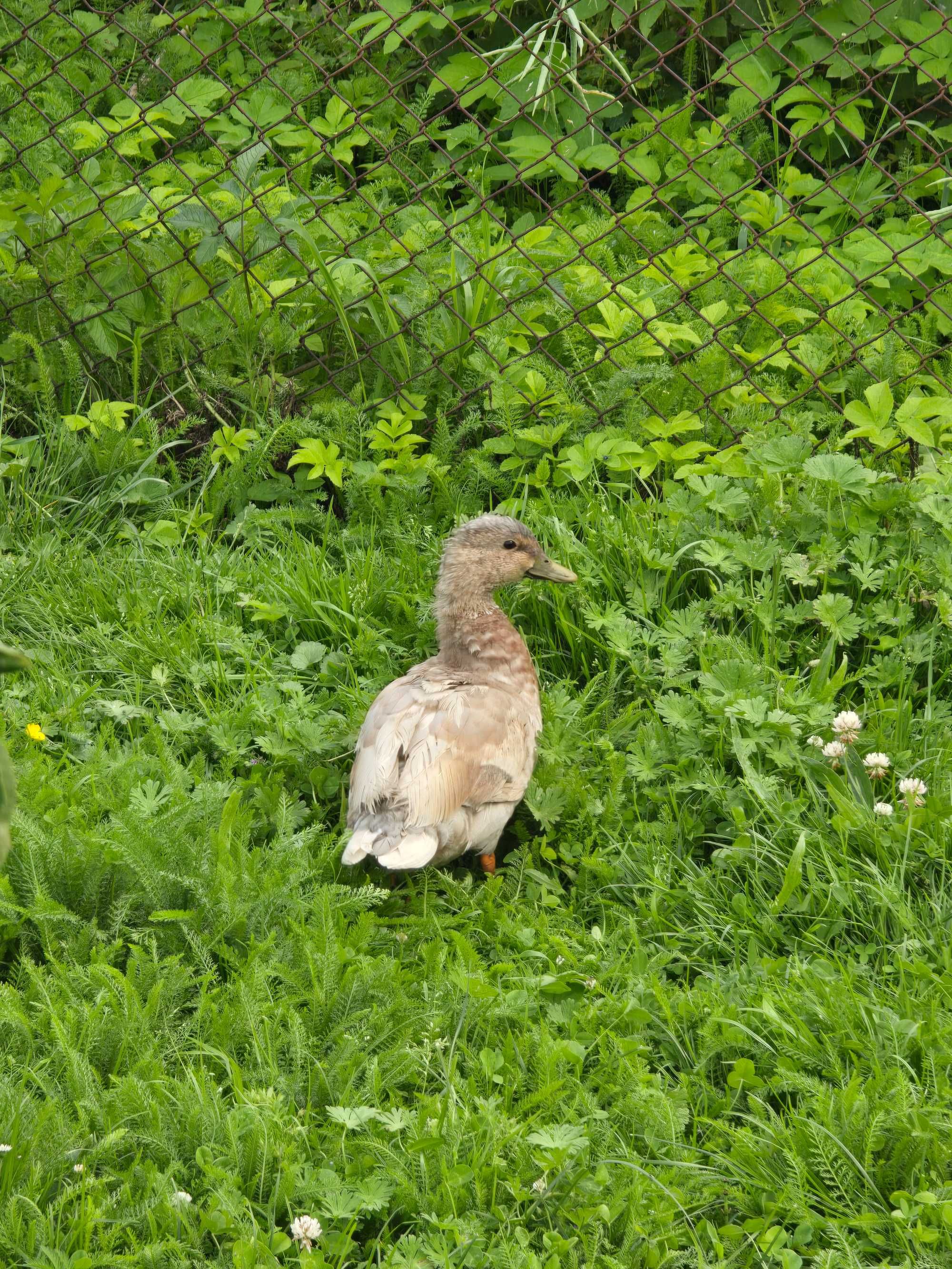 Kaczorek Call Duck