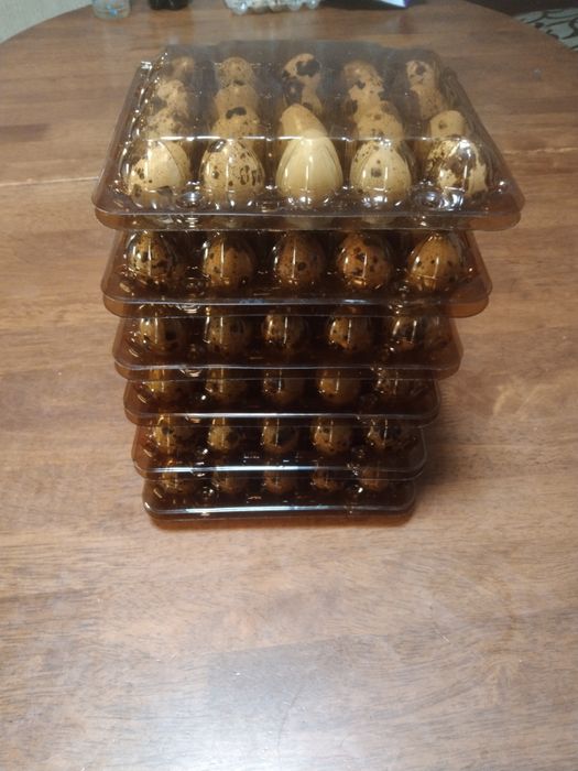 Домашнє перепелине яйце.