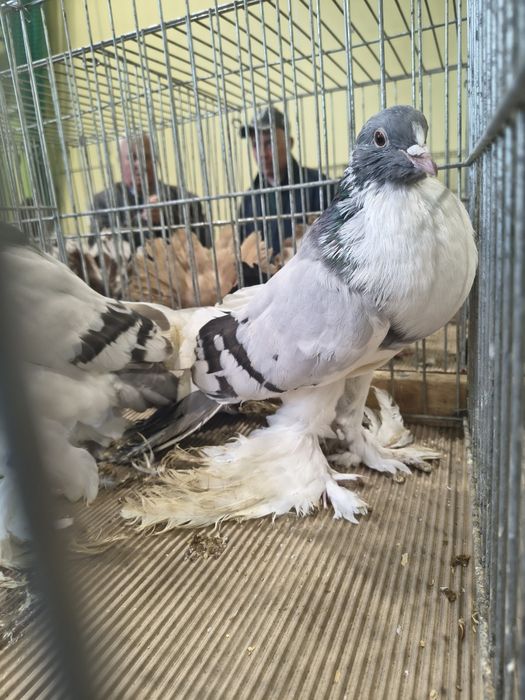 Garłacze pomorskie