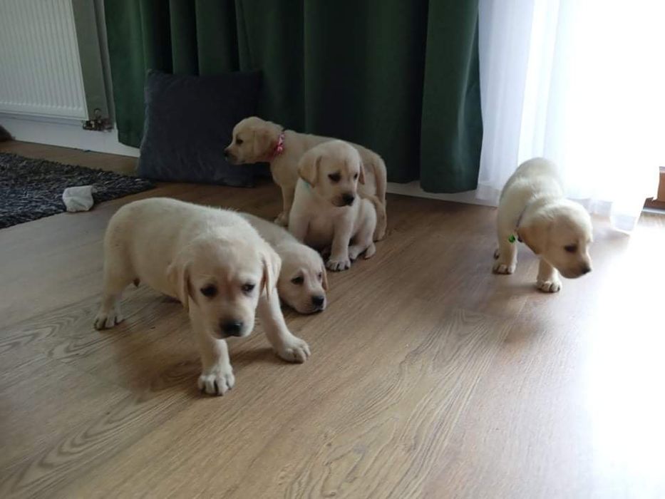 Labrador retriever