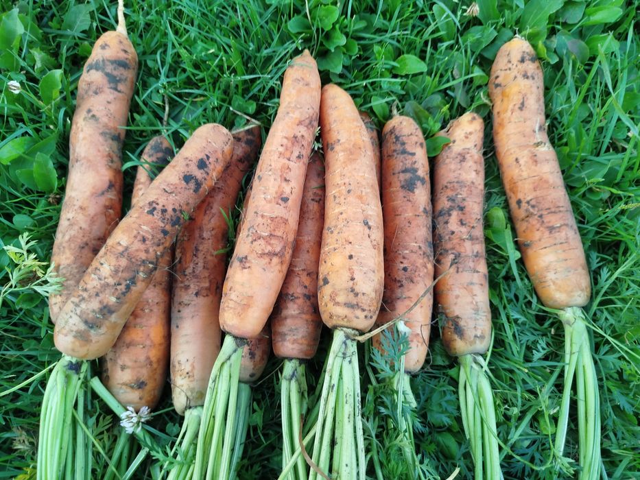 Морква сорт балтімор