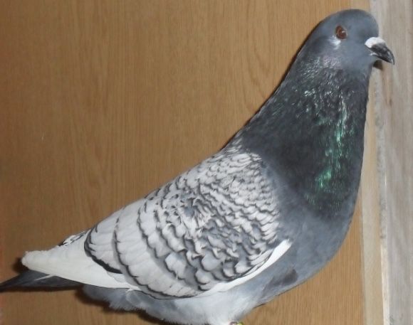 Pombos arcanjos de varias cores