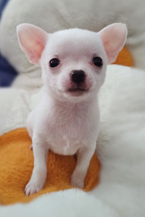 Chihuahua - pies