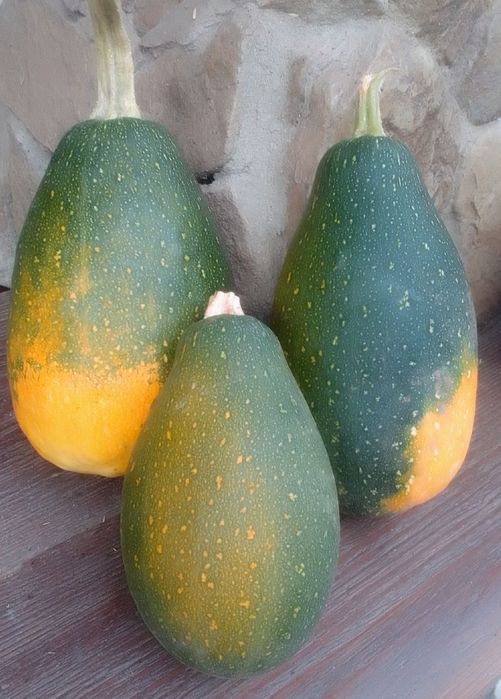 Семена декоративная тыква