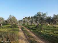 Terreno Rústico com 6750m2 para Venda na Lousa